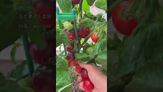 Why Are My Dwarf Tomatoes Black? The Secret Behind Frequent Fertilization