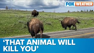 Yellowstone Officials Warn Tourists To Stay Clear of Wildlife