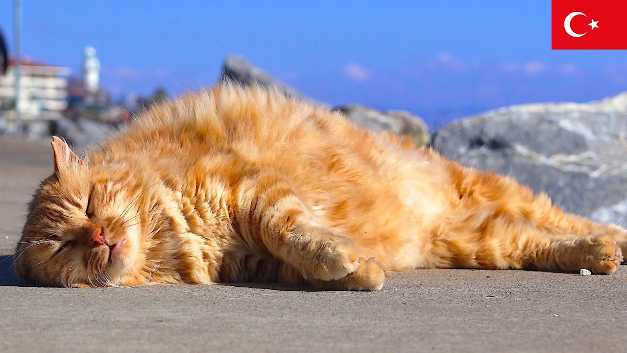 Золотые Сны у Моря: Кошка в Стамбуле [4K]