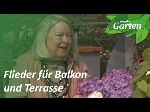 Video: Haben Fliederbüsche Beeren - Erfahren Sie mehr über Fliedersamenkapseln