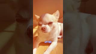 Nicola Peltz-Beckham sues dog groomer over her chihuahua's death