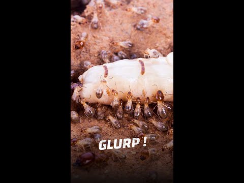 Vídeo: Com són les larves de tèrmits?