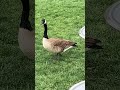 Who let the geese out? #geese #animals #grass