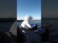 Комунiкацiя з гуцулами