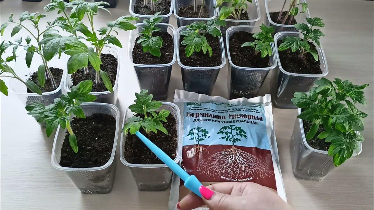 Кормилица МИКОРИЗА.Честный отзыв.м-н ДАЧА г.Каменск-Уральский 11.04. ...