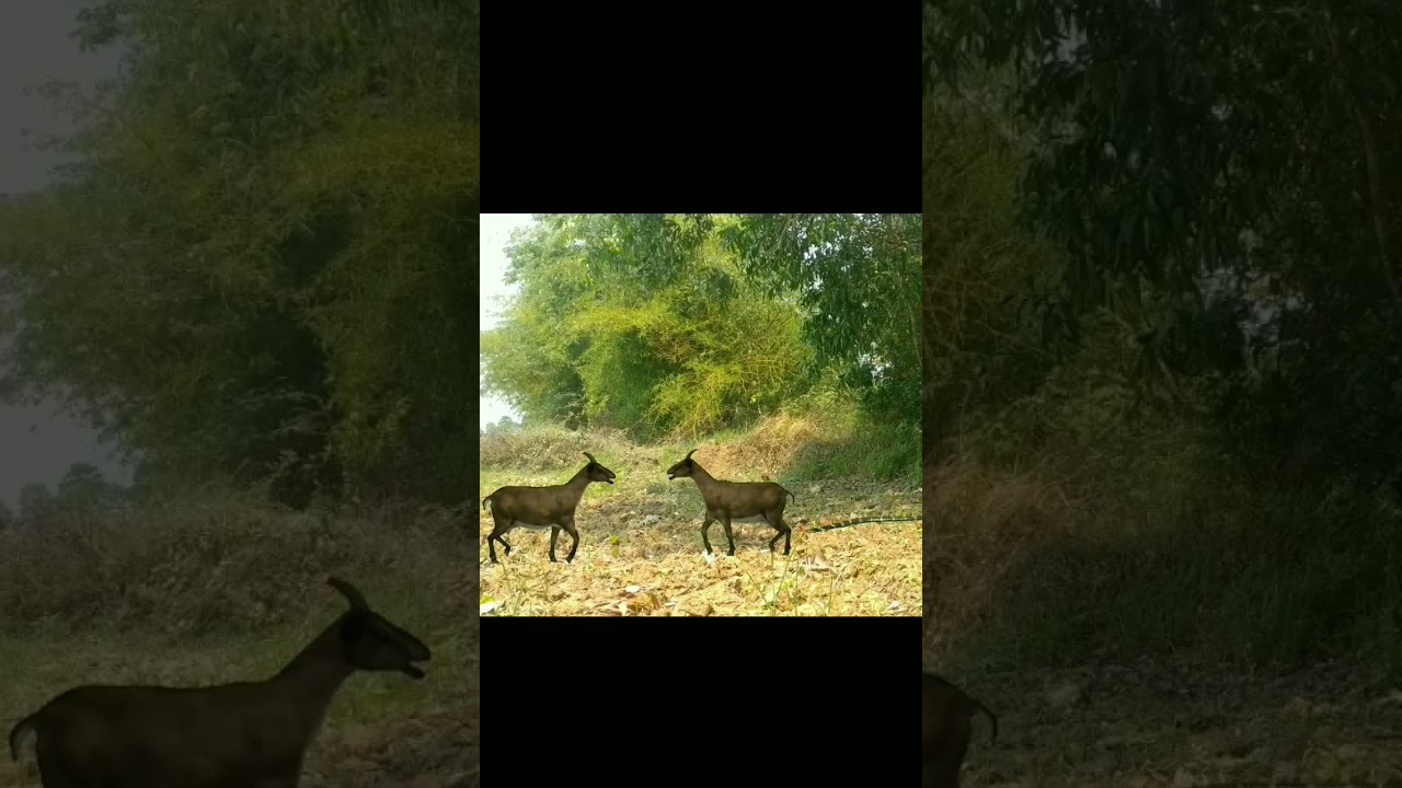 Goat vs Goat And Snake Attack 