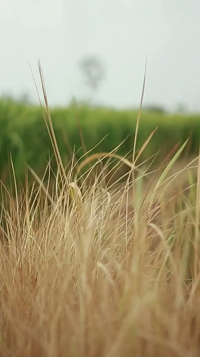 footage video original mentahan untuk video cinematic alam #footage #mentahan #videooriginal