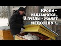 Кролики - издеваются , а пчёлы - жалят недотёпу !