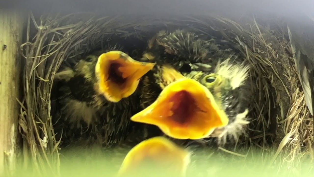 Robin feeding her chicks YouTube