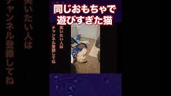 おもしろ動物アフレコちゃん Youtube