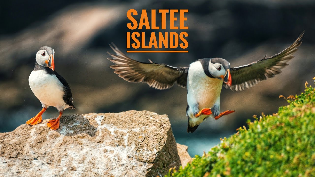 The Saltee Islands