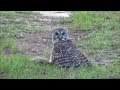 Barred Owl Eats My Squirrel