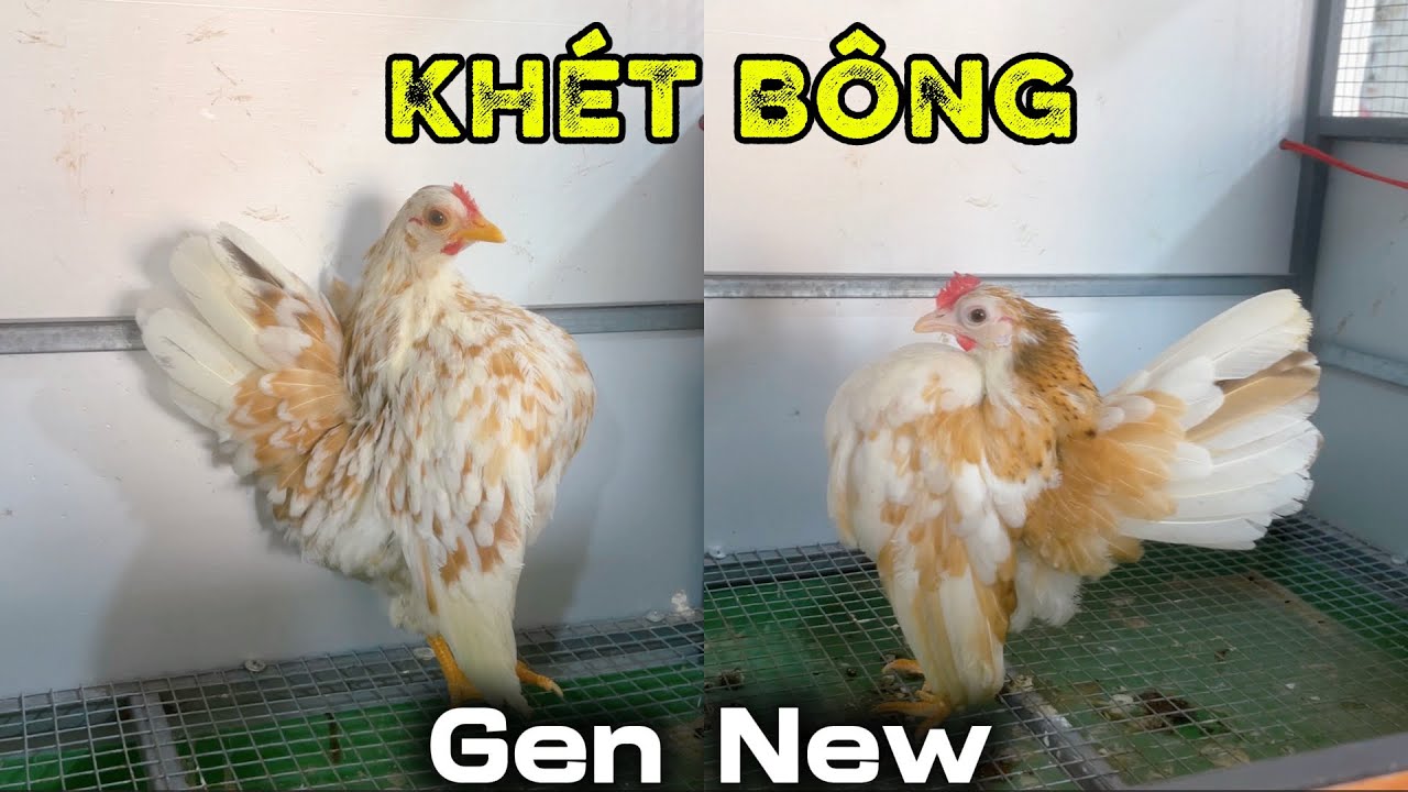 Video Này Có Gà Mái Serama Đẹp - Chuẩn Nọc