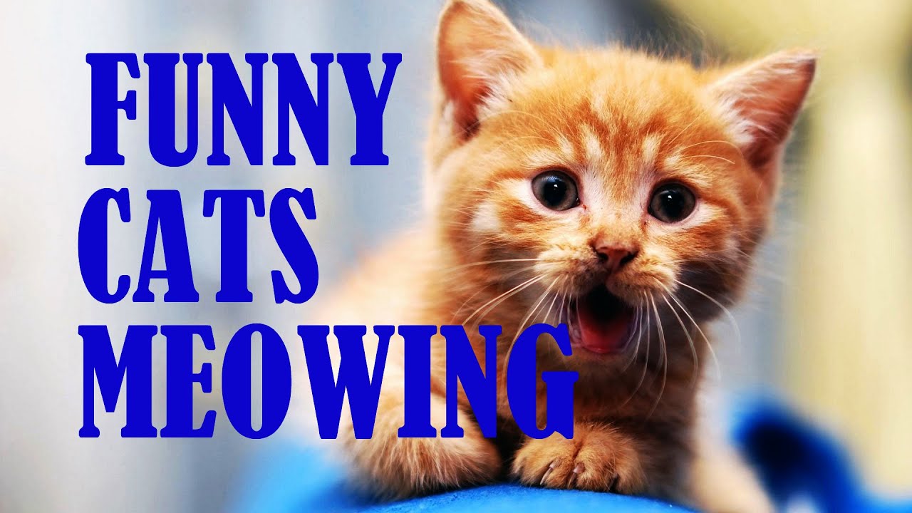 Funny Cats and Kittens Meowing compilation 2016 May - Funny cat video ...