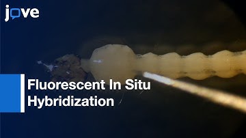 Fluorescent In Situ Hybridization On Mitotic Chromosomes Of Mosquitoes l Protocol Preview