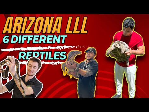 Meet 6 Of Our Favorite Reptiles | LLLREPTILE ARIZONA