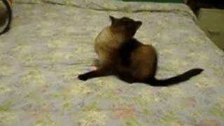 Mia the Siamese Cat is playing with a ball