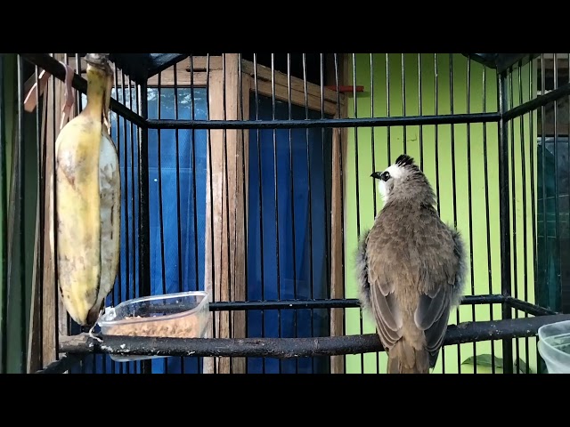 suara burung trucuk kombinasi cucak ijo class=