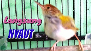 PRENJAK Gacor Memanggil Lawan Langsung Nyaut