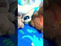 Las noticias de Fifi Blanco Gallina Blinko Pou Envidia Pou Triste y Capibara JR. Parte 20
