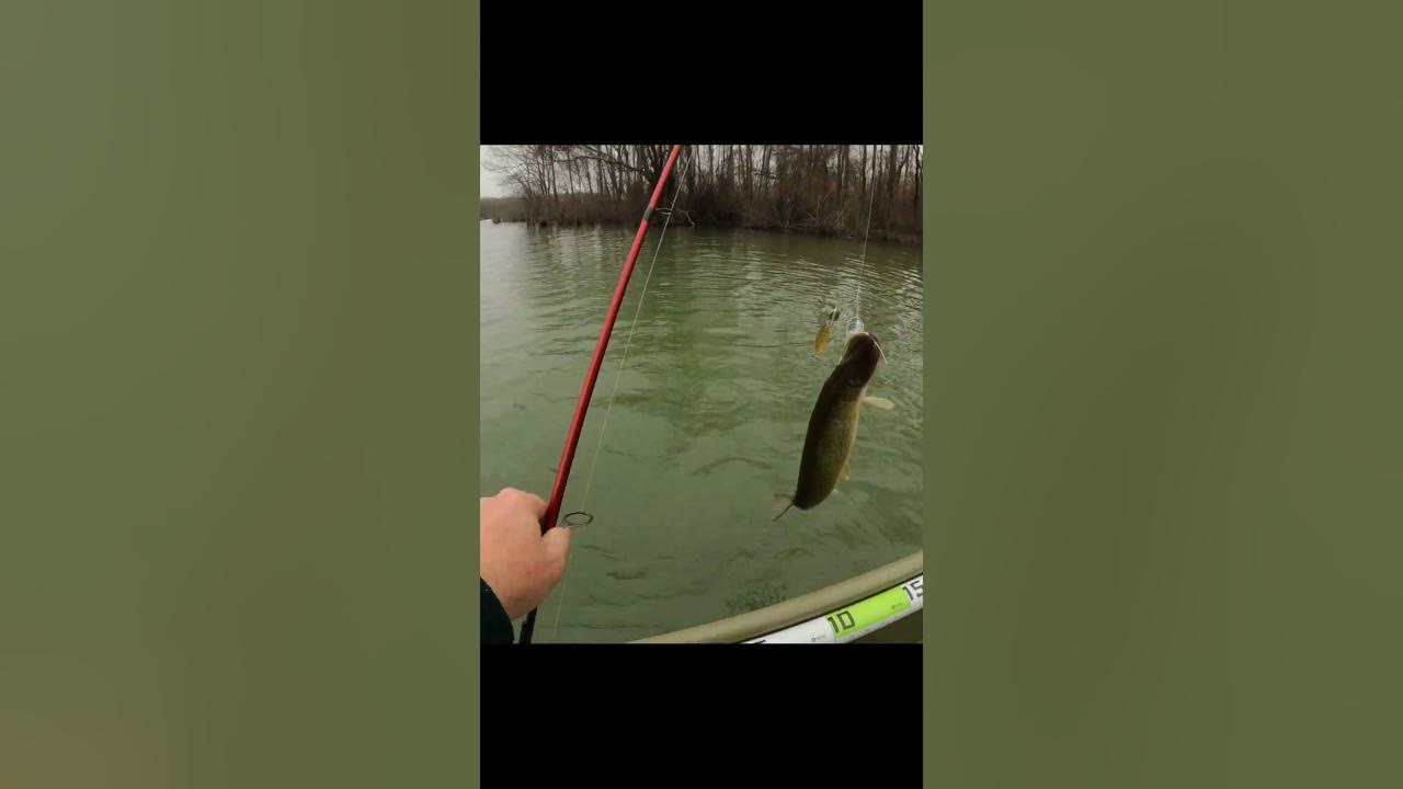 Chain pickerel on a spinner bait February Bass fishing YouTube