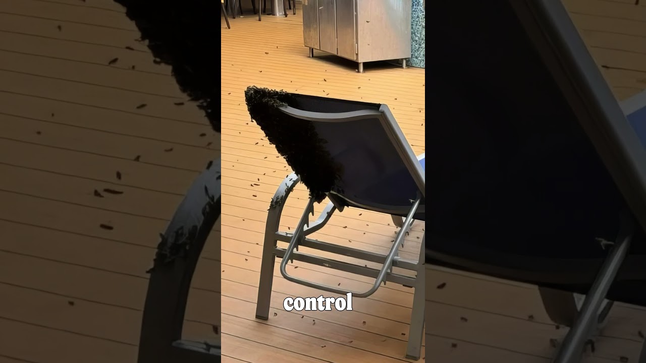 Unexpected Cruise Guests: Bumblebee Swarm Turns Carnival Ship into Floating Hive