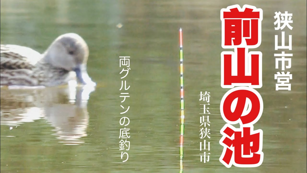 魚の放流風景と両グルテンの底釣り 前山の池 智光山公園