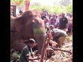 One Tusked Elephant Gets a Radio Collar 🐘📡