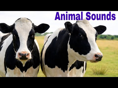Animal Sounds for Children 🐮🐴 20 Amazing Animals I @Mr Donkey
