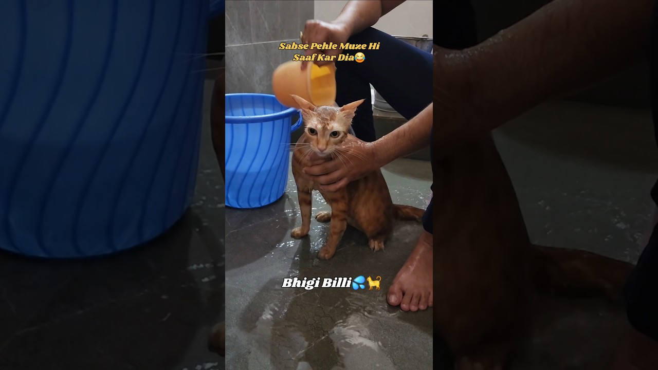 Simba bana bhigi billi💦 - Ye insaan bade dhokebaaz hote hai😅 