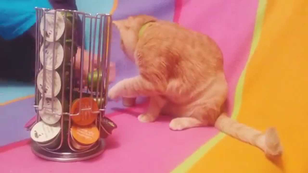 Kahve seçen kedi Cat choosing coffee YouTube