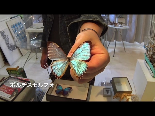 蝶標本　ツマグロキチョウ、アサギマダラ 蝶標本 ツマグロキチョウ、アサギマダラ 昆虫用品