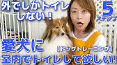 愛犬のトイレ問題 外でしかトイレをしないワンちゃんの直し方お教えします 柴犬の子はこの問題結構多いかもしれません Youtube