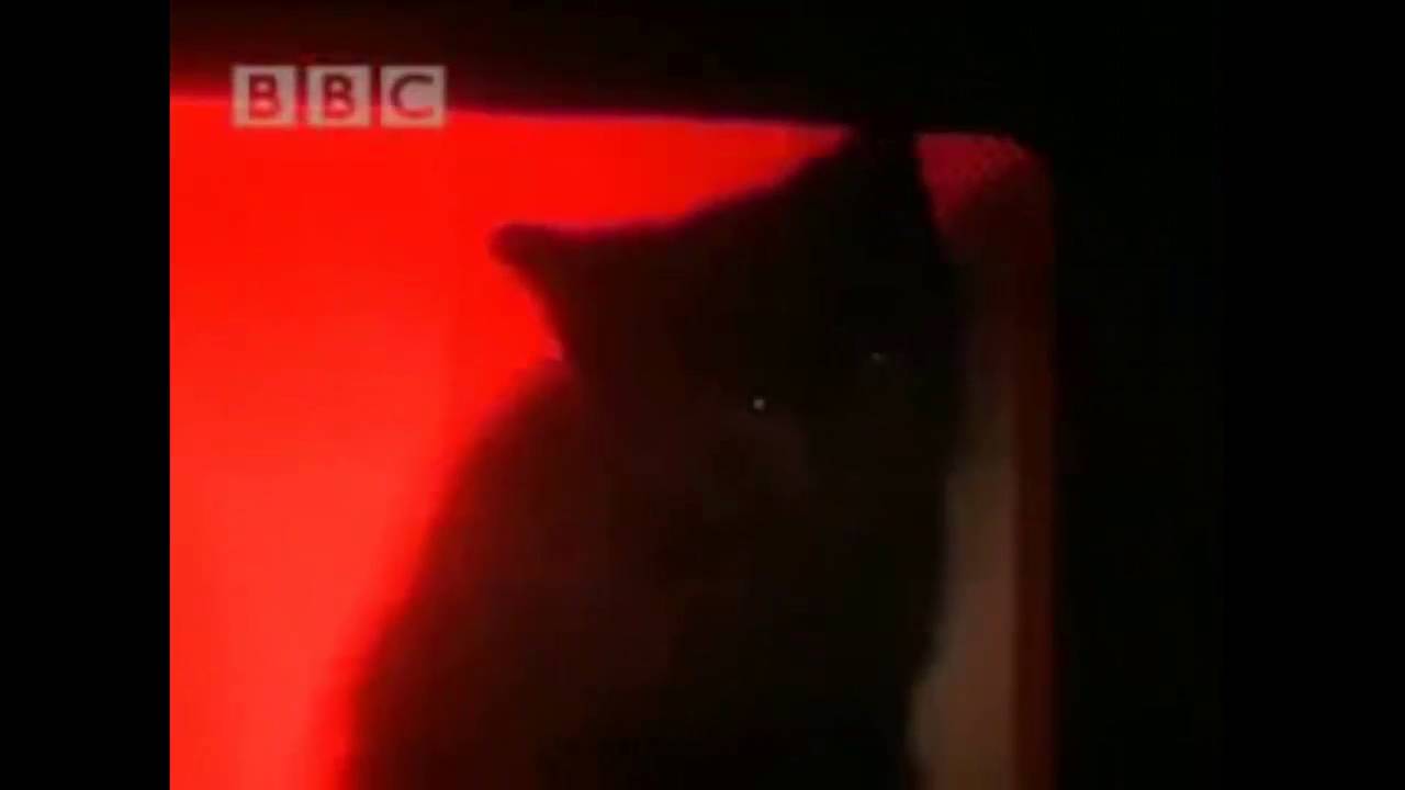 Microwaving My Cat Prank | GONE WILD | - YouTube
