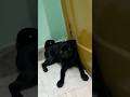 Pugpuppy#trendingshorts#shorts#youtubeshorts