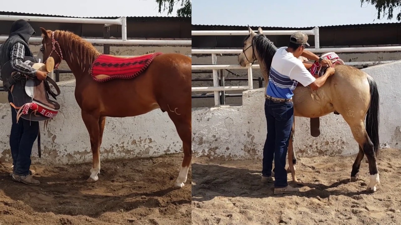 Castracion A Equino Parte I Anestesia Y Axepsia By Juraras