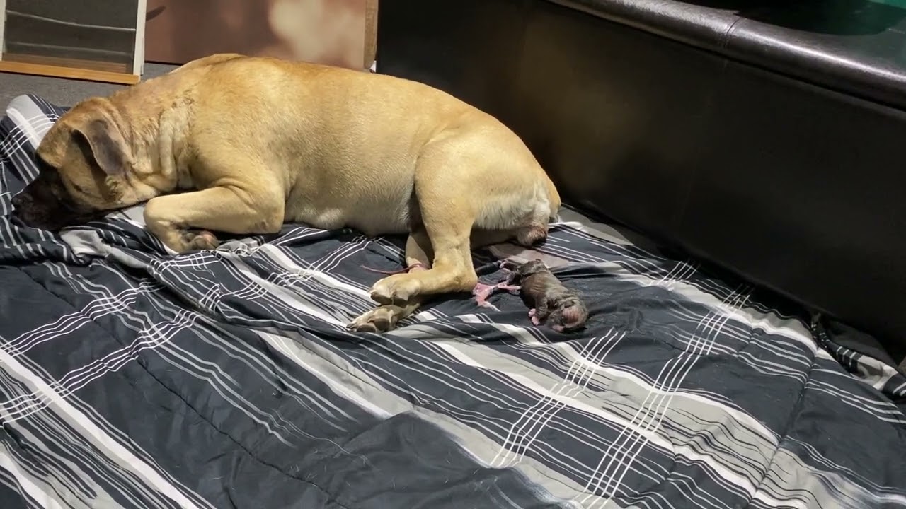 Cane Corso Giving birth to 7 puppies! YouTube