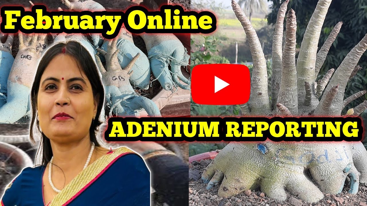 February mein Online ARABICUM ADENIUM ki REPORTING//Adenium Reporting//अडेनियम रिपोर्टिंग कैसे करें 