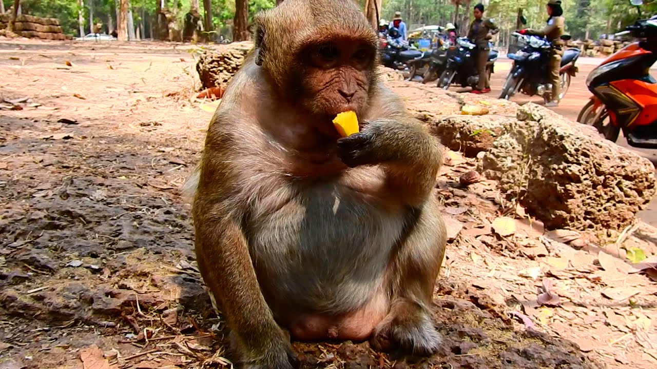 foundry Sweetpea Eating A Lot Why He Forgets Hide Secret place in The below