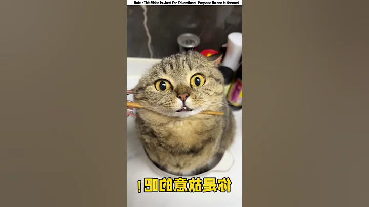 Video 10916321: cat food funny