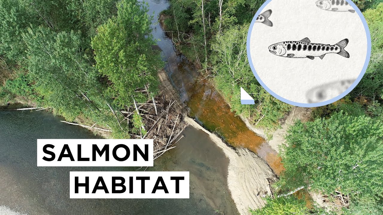 A closer look: Salmon habitat restoration on the Green River