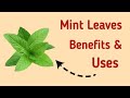 Mint Leaves: Health Benefits and Uses | Incredible Health Benefits Of Eating Mint Leaves Daily