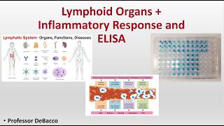 Lympoid Organs Inflammatory Response and ELISA