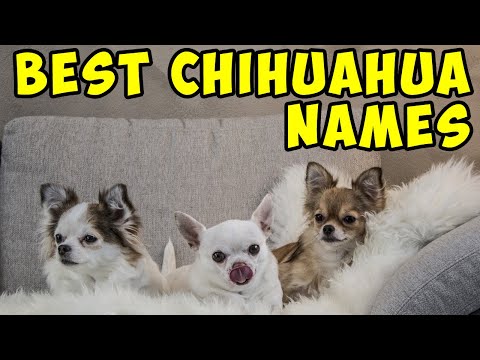 Video: Chihuahua-namen: mannelijk, vrouwelijk, schattig en Mexicaans