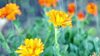 SOFT RAIN screenshot 5