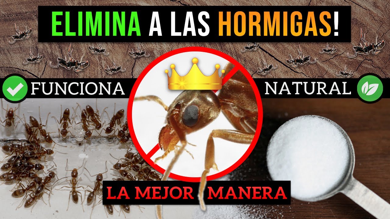 Cómo ELIMINAR a las HORMIGAS! • LA MEJOR MANERA | 100% FUNCIONA Y ORGÁNICO