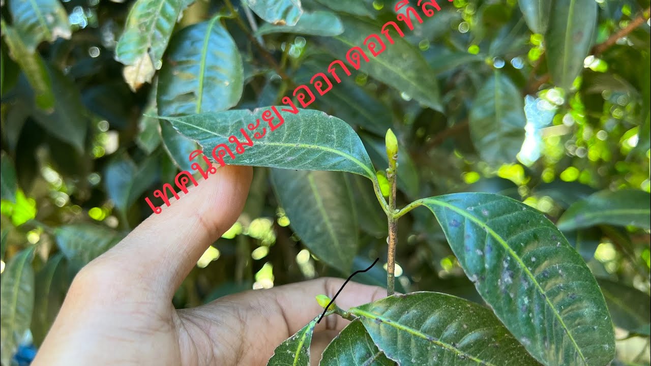 มะยงชิด เทคนิคทำให้ออกดอก (12/64)