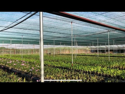 Video: Làm Vườn Trong Mưa - Mưa Giảm Căng Thẳng Như Thế Nào