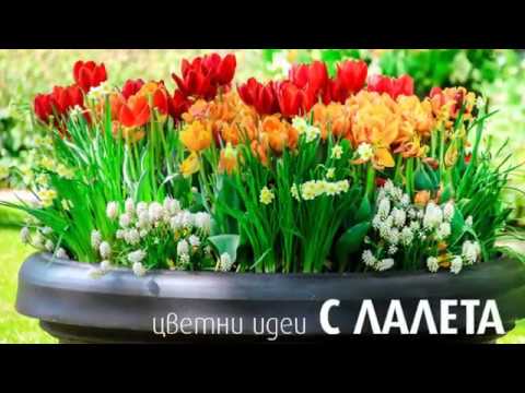 Видео: Зона 4 Цъфтящи луковици - Избор на студоустойчиви луковици за градината