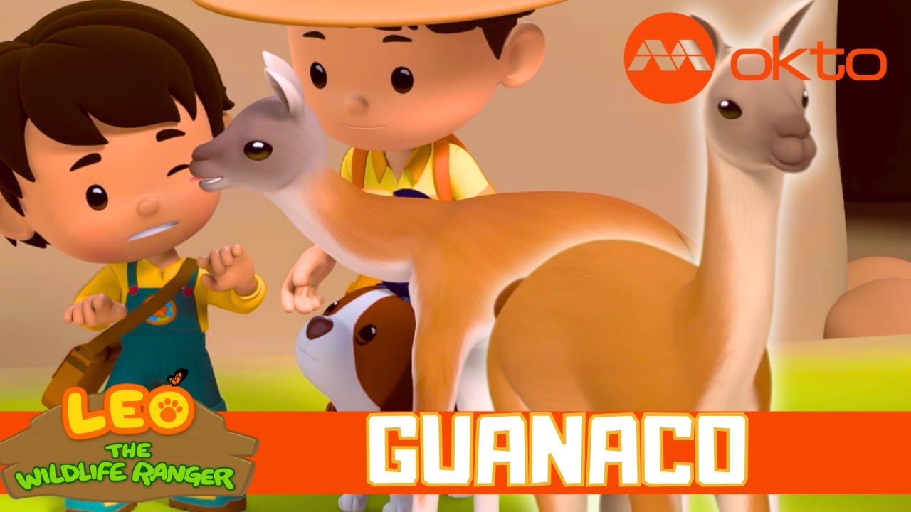 JUNIOR RANGERS Rescue Lost GUANAKO 🦙🌲🦸‍♂️| Leo the Wildlife Ranger ...